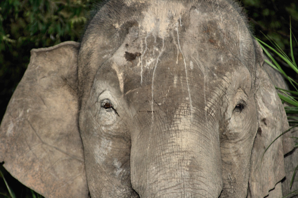 BorneoPigmyElephant_Sukau_0254 (77)_m.jpg
